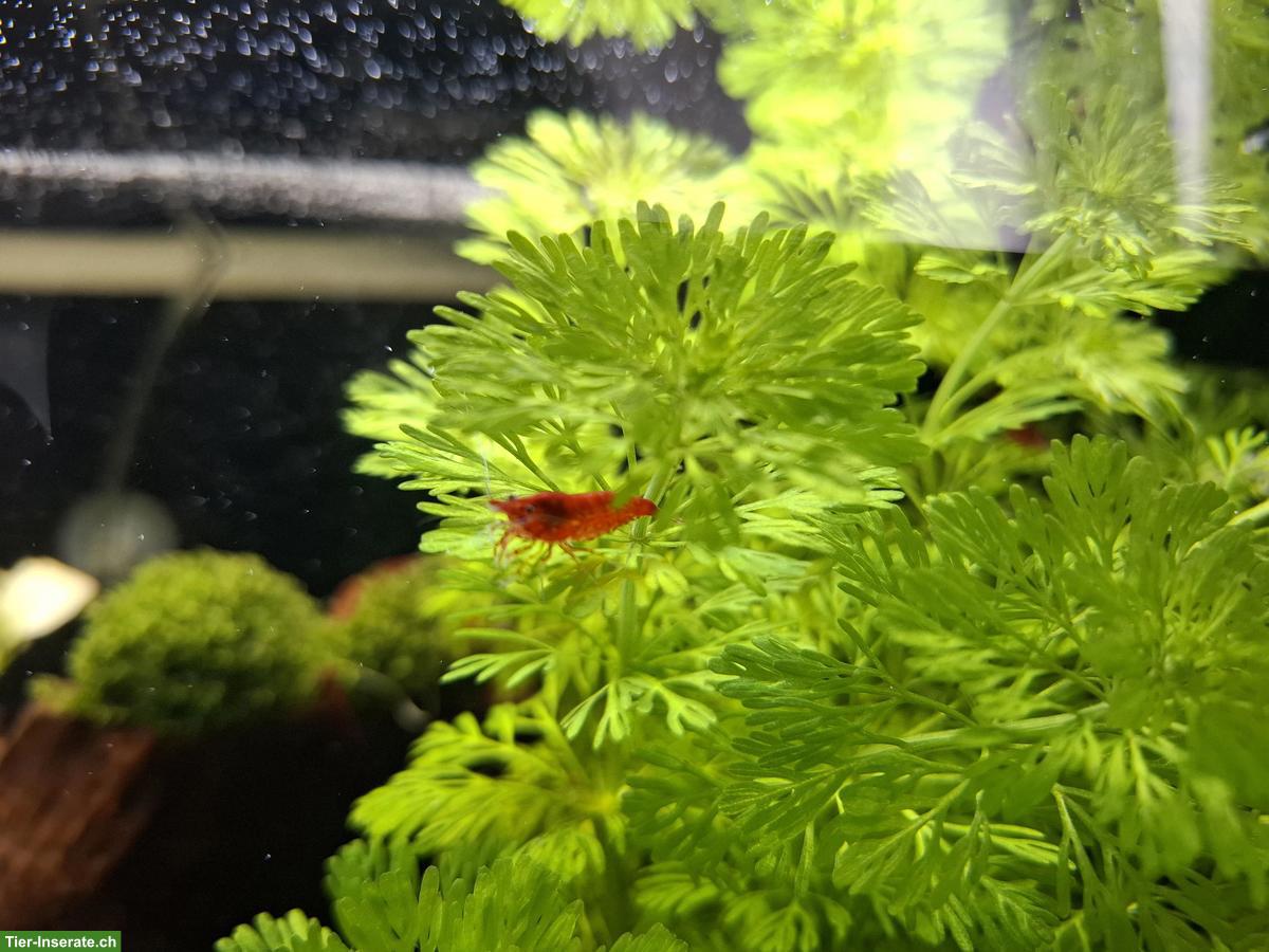 Bild 4: Red Sakura Garnelen (Neocaridina davidi) aus Privatzucht