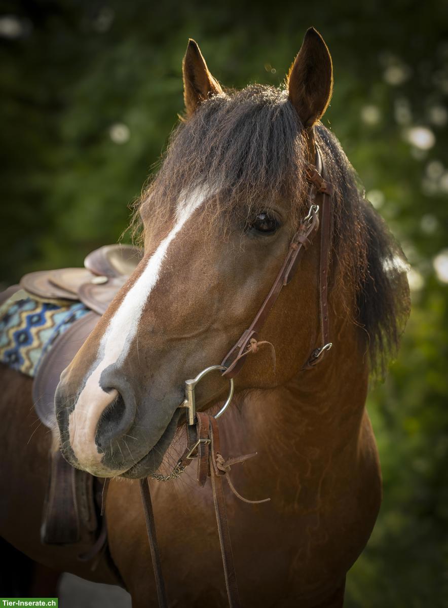 Reitbeteiligung in Jonschwil SG für Freiberger-Stute