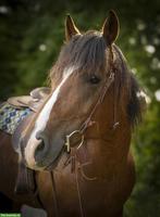 Reitbeteiligung in Jonschwil SG für Freiberger-Stute