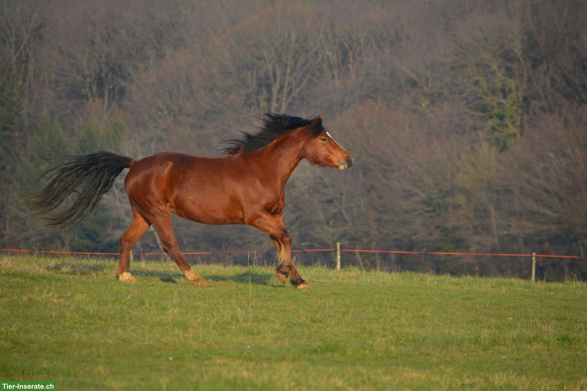 Bild 2: Reitbeteiligung in Jonschwil SG für Freiberger-Stute