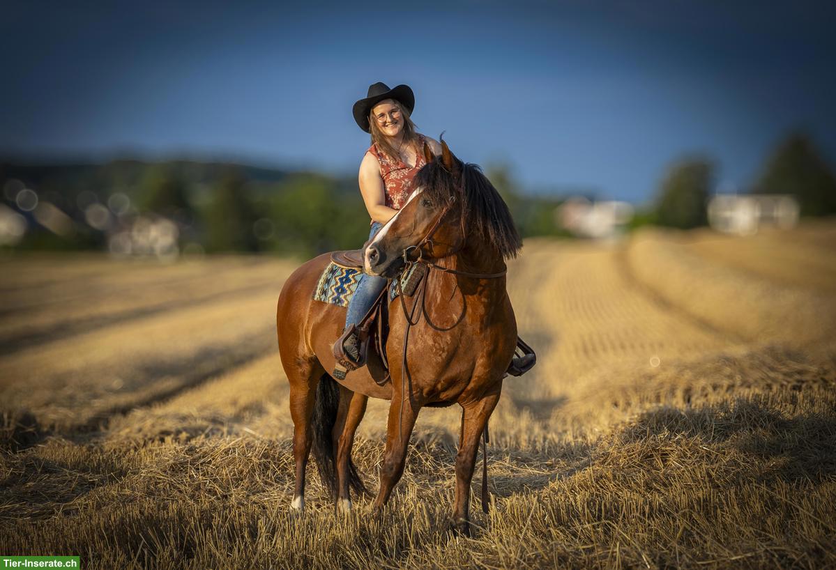 Bild 3: Reitbeteiligung in Jonschwil SG für Freiberger-Stute