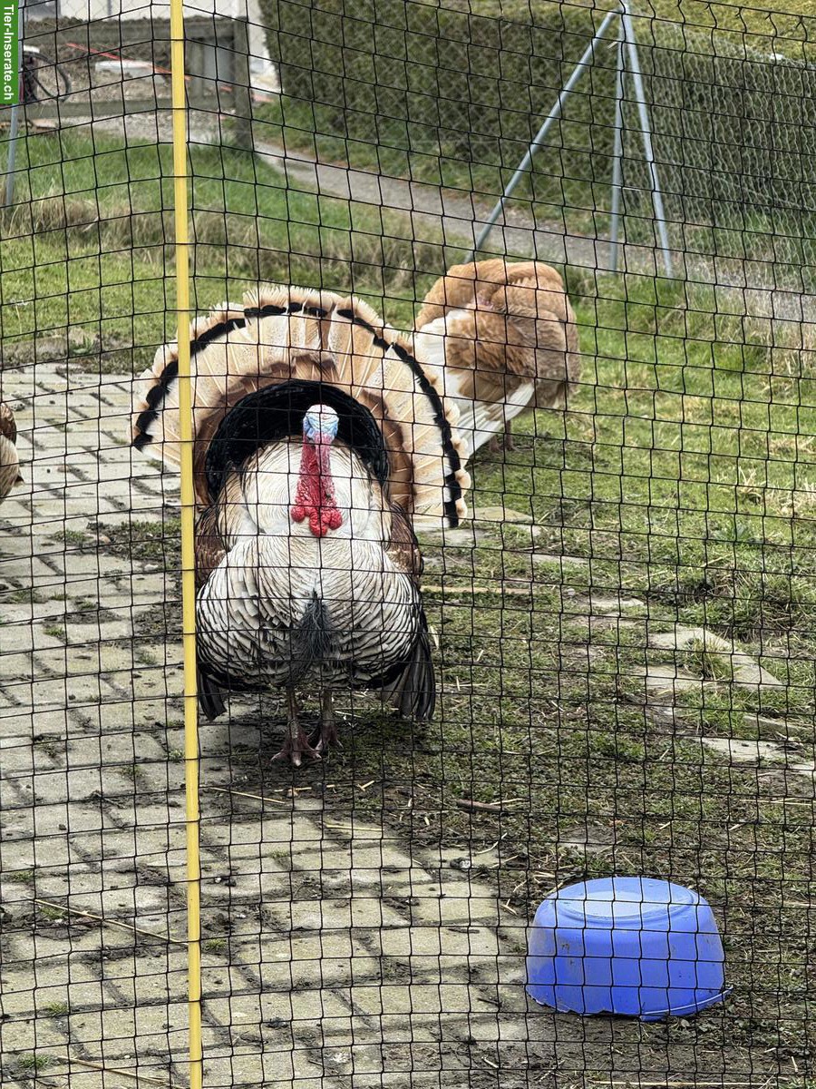 Truthühner Gruppe: 1 Truthahn & 4 Hennen