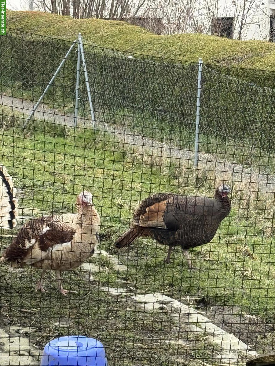 Bild 2: Truthühner Gruppe: 1 Truthahn & 4 Hennen