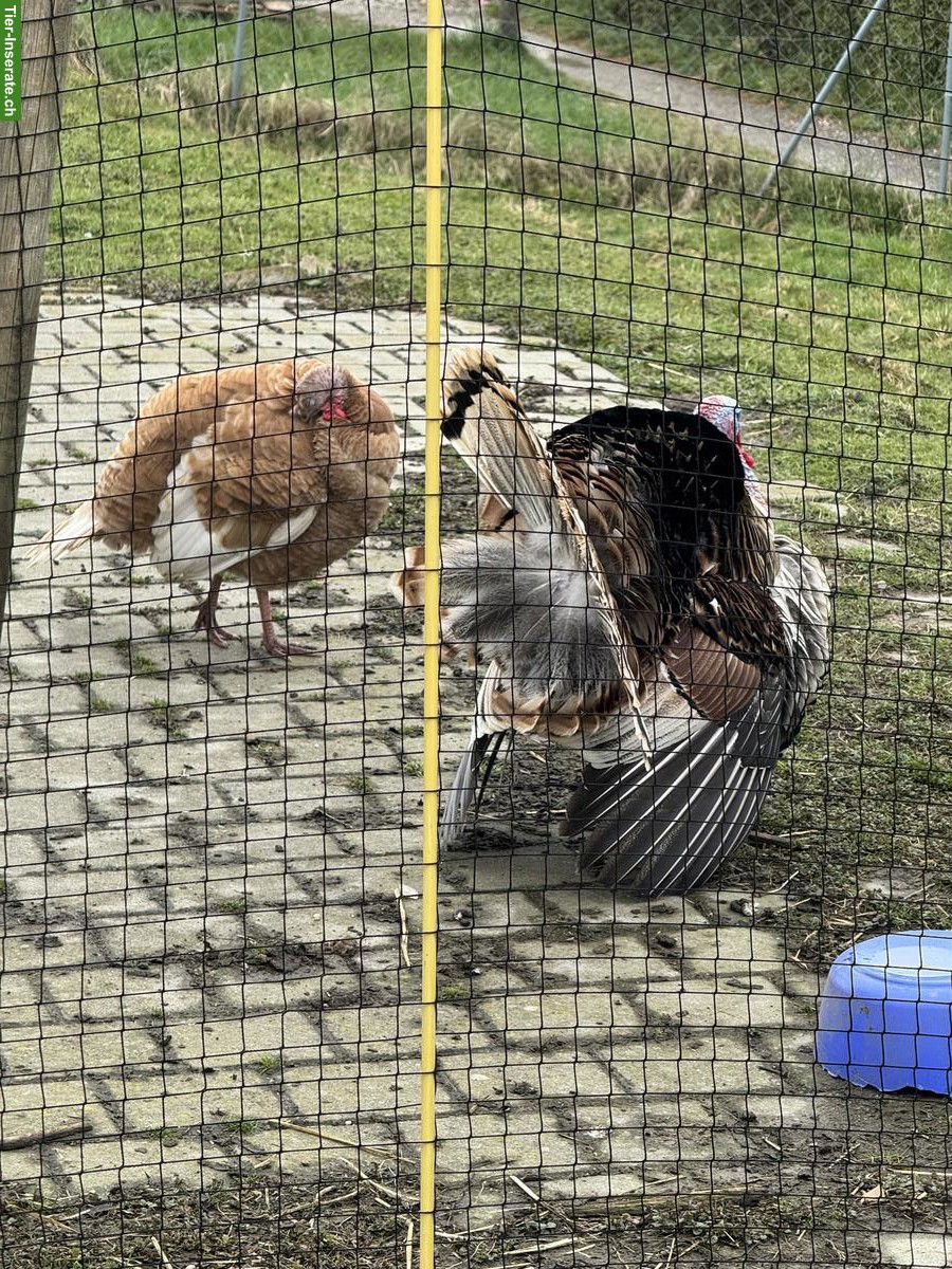 Bild 3: Truthühner Gruppe: 1 Truthahn & 4 Hennen