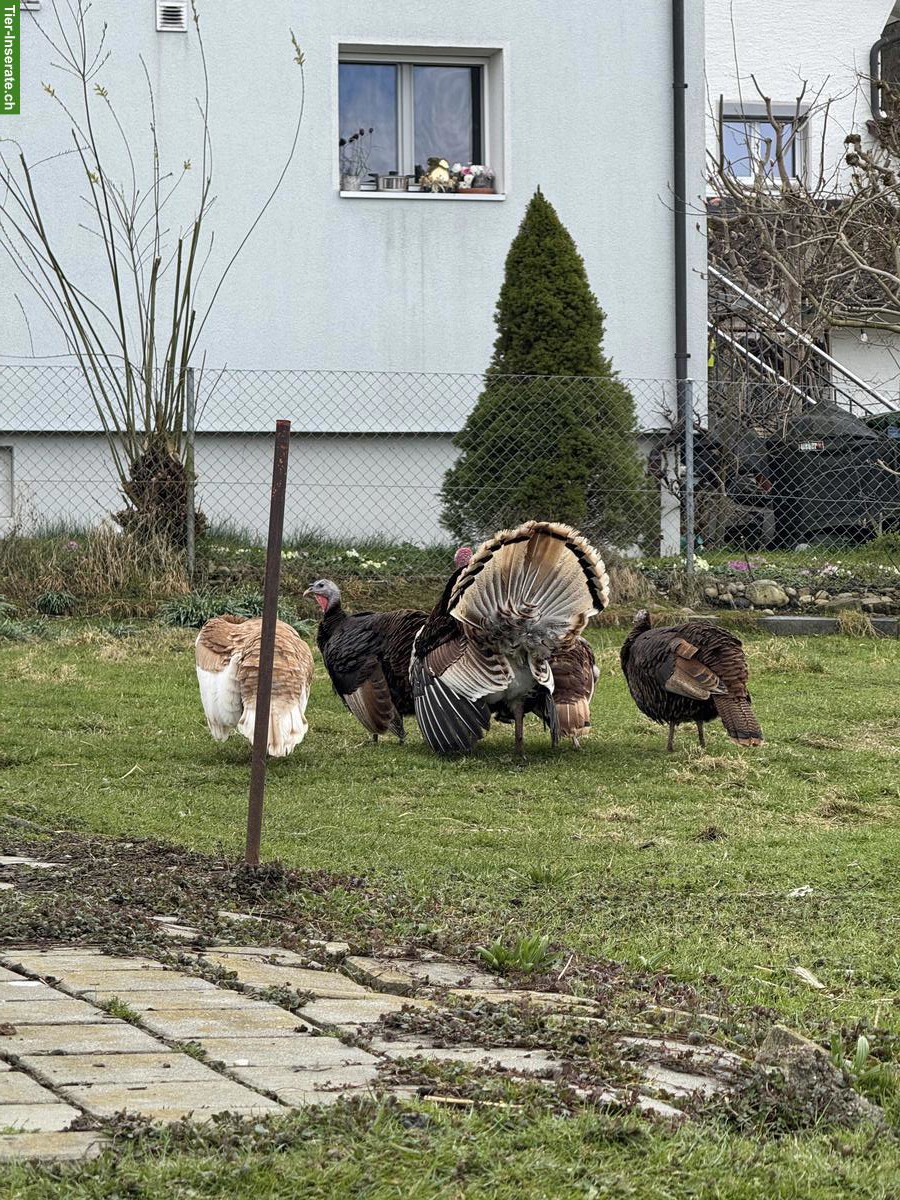 Bild 4: Truthühner Gruppe: 1 Truthahn & 4 Hennen