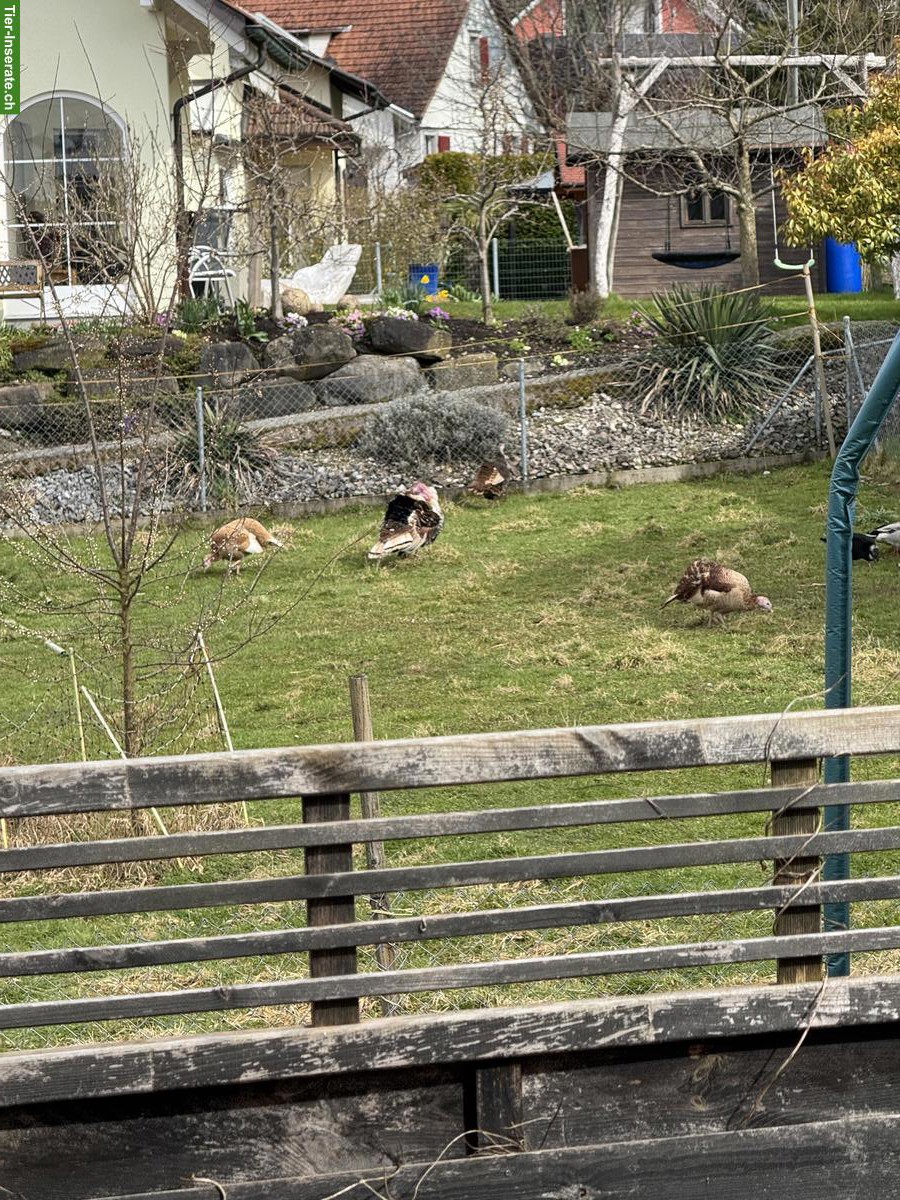 Bild 8: Truthühner Gruppe: 1 Truthahn & 4 Hennen