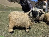 Junger Walliser Schwarznasenschaf Widder