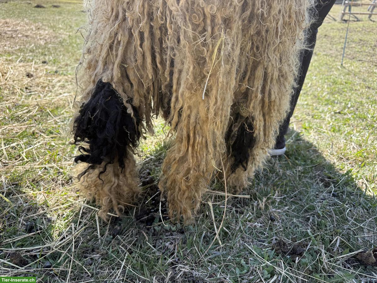 Bild 2: Junger Walliser Schwarznasenschaf Widder