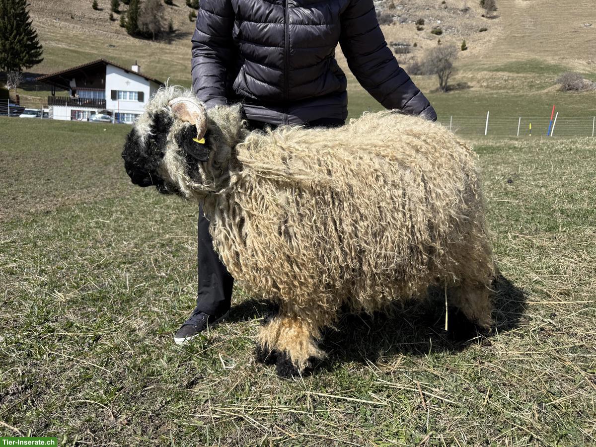 Bild 3: Junger Walliser Schwarznasenschaf Widder