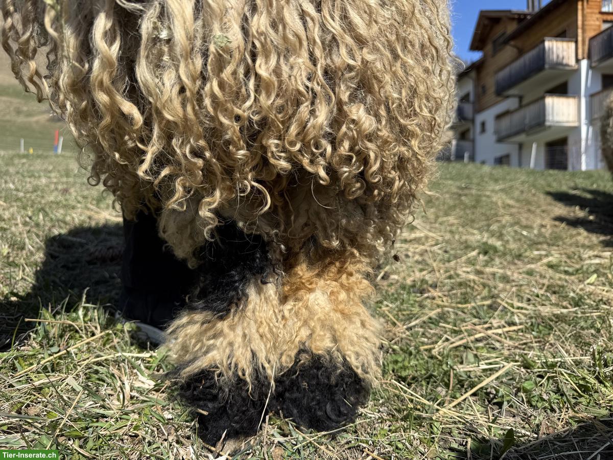 Bild 4: Junger Walliser Schwarznasenschaf Widder