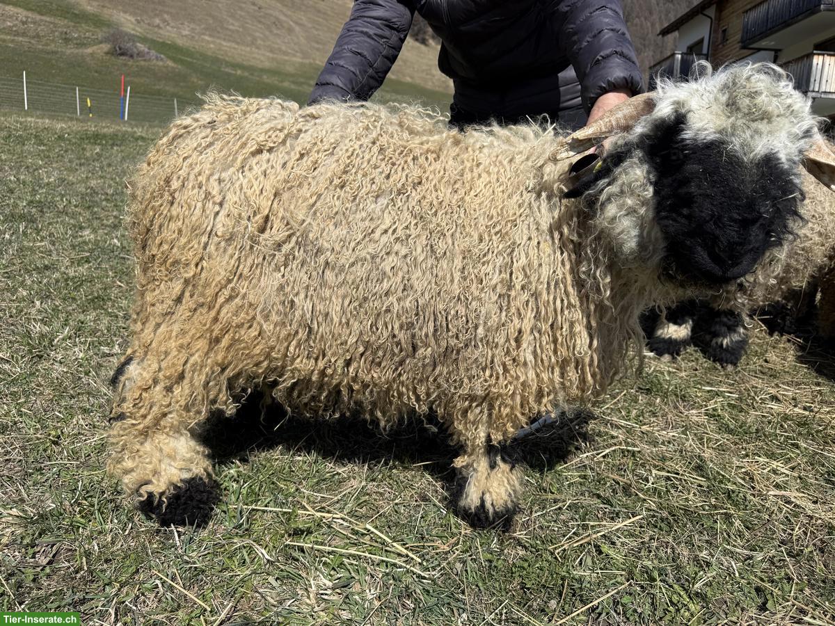 Bild 5: Junger Walliser Schwarznasenschaf Widder