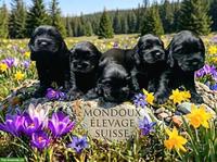 Reinrassige Englisch Cocker Spaniel Welpen