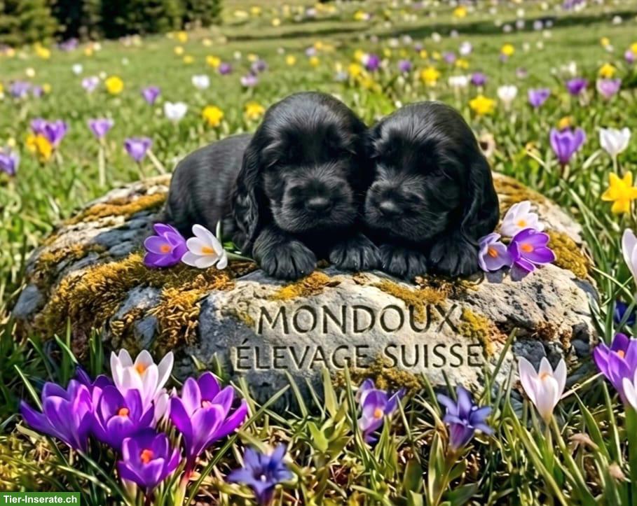 Bild 2: Reinrassige Englisch Cocker Spaniel Welpen