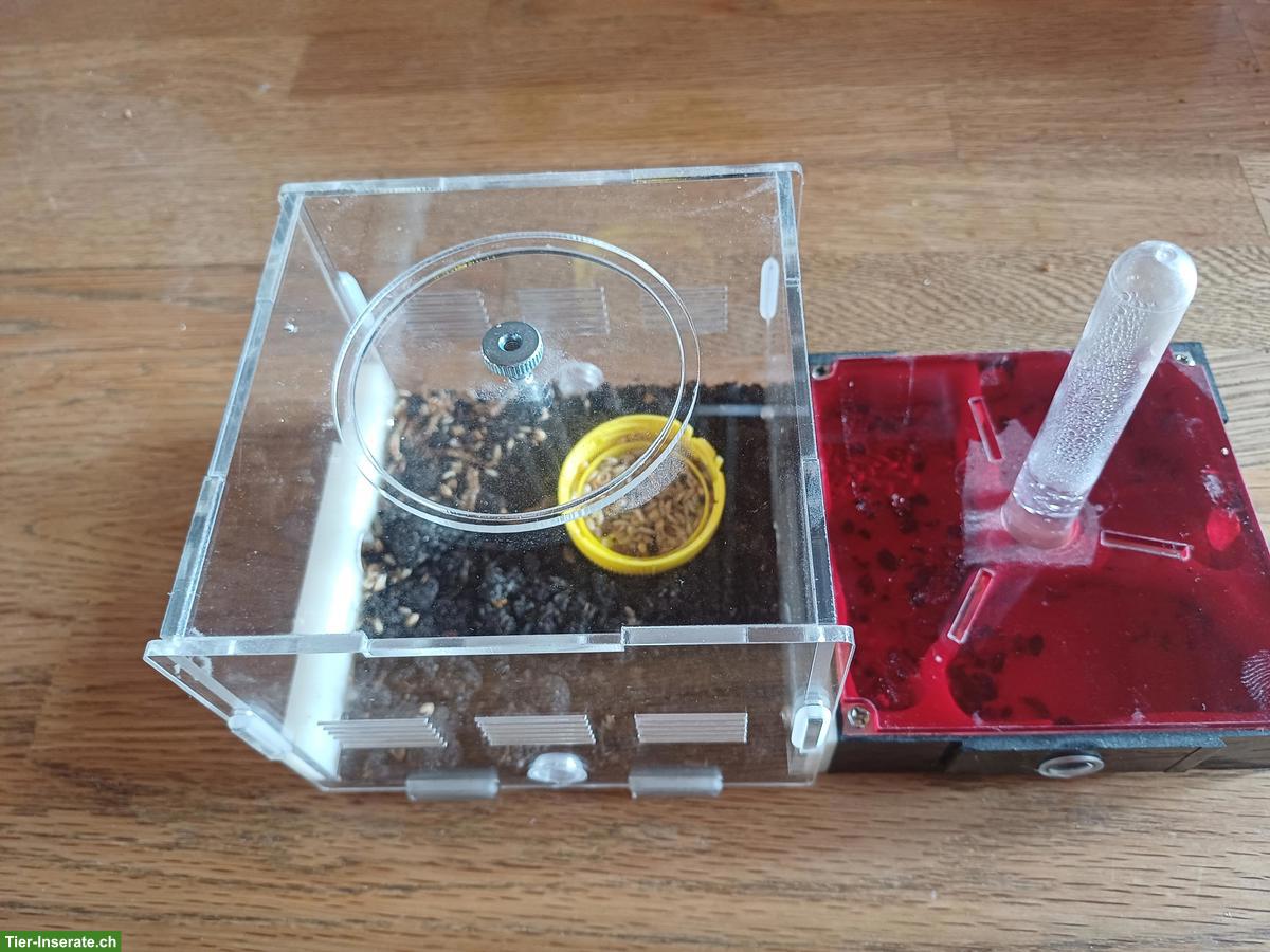 Messor barbarus Ameisen Kolonie