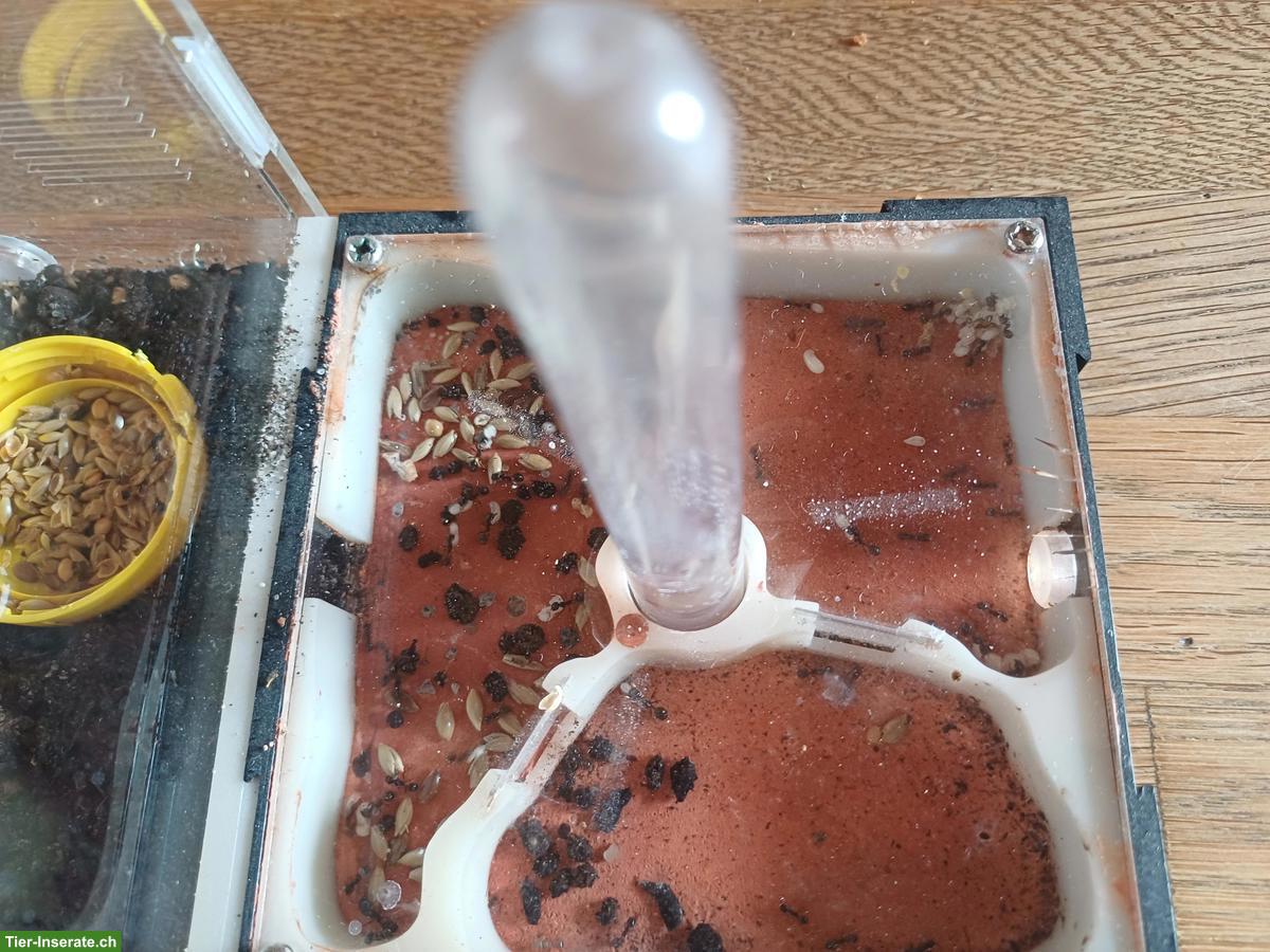 Bild 2: Messor barbarus Ameisen Kolonie