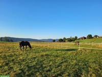 Lieber älterer Wallach gesucht als Beistellpferd