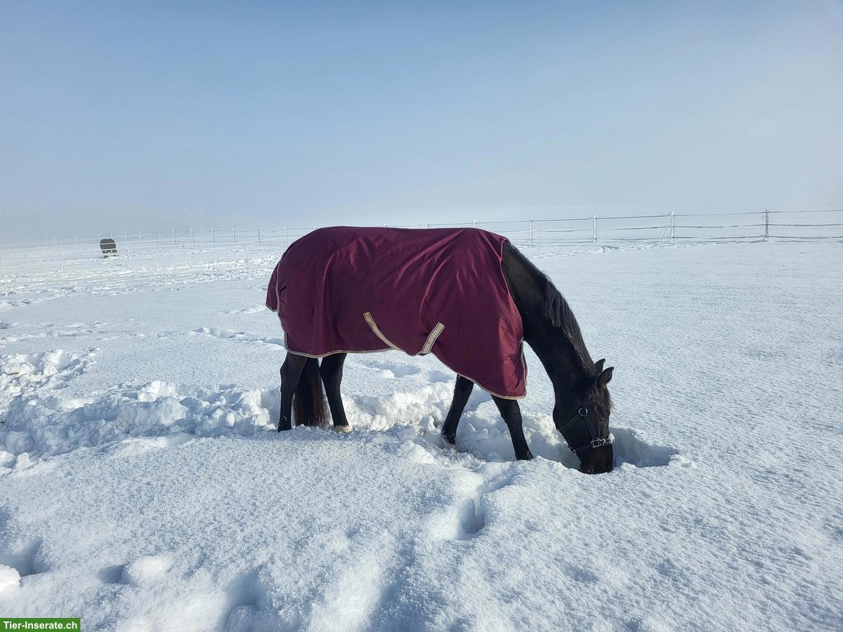 Bild 2: Lieber älterer Wallach gesucht als Beistellpferd