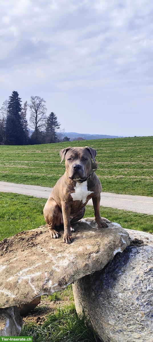 American Bully XXL Hündin, 1-jährig