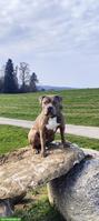 American Bully XXL Hündin, 1-jährig