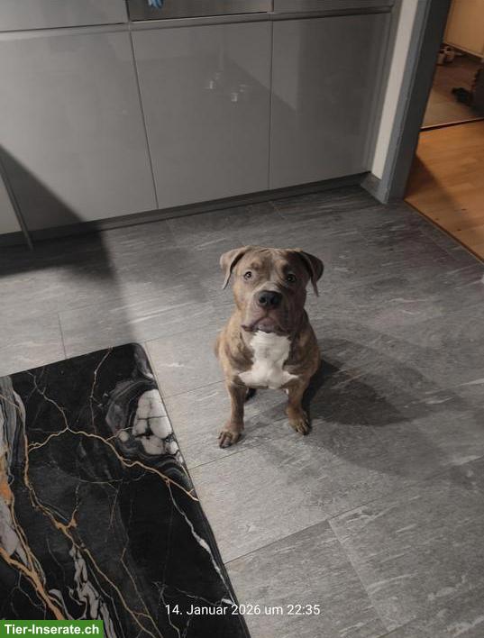 Bild 2: American Bully XXL Hündin, 1-jährig