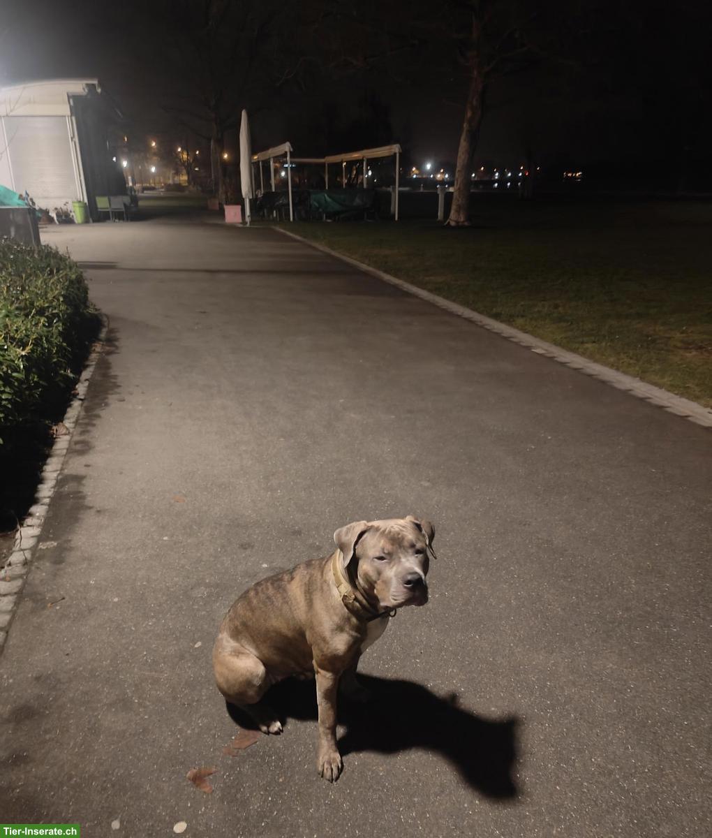 Bild 3: American Bully XXL Hündin, 1-jährig