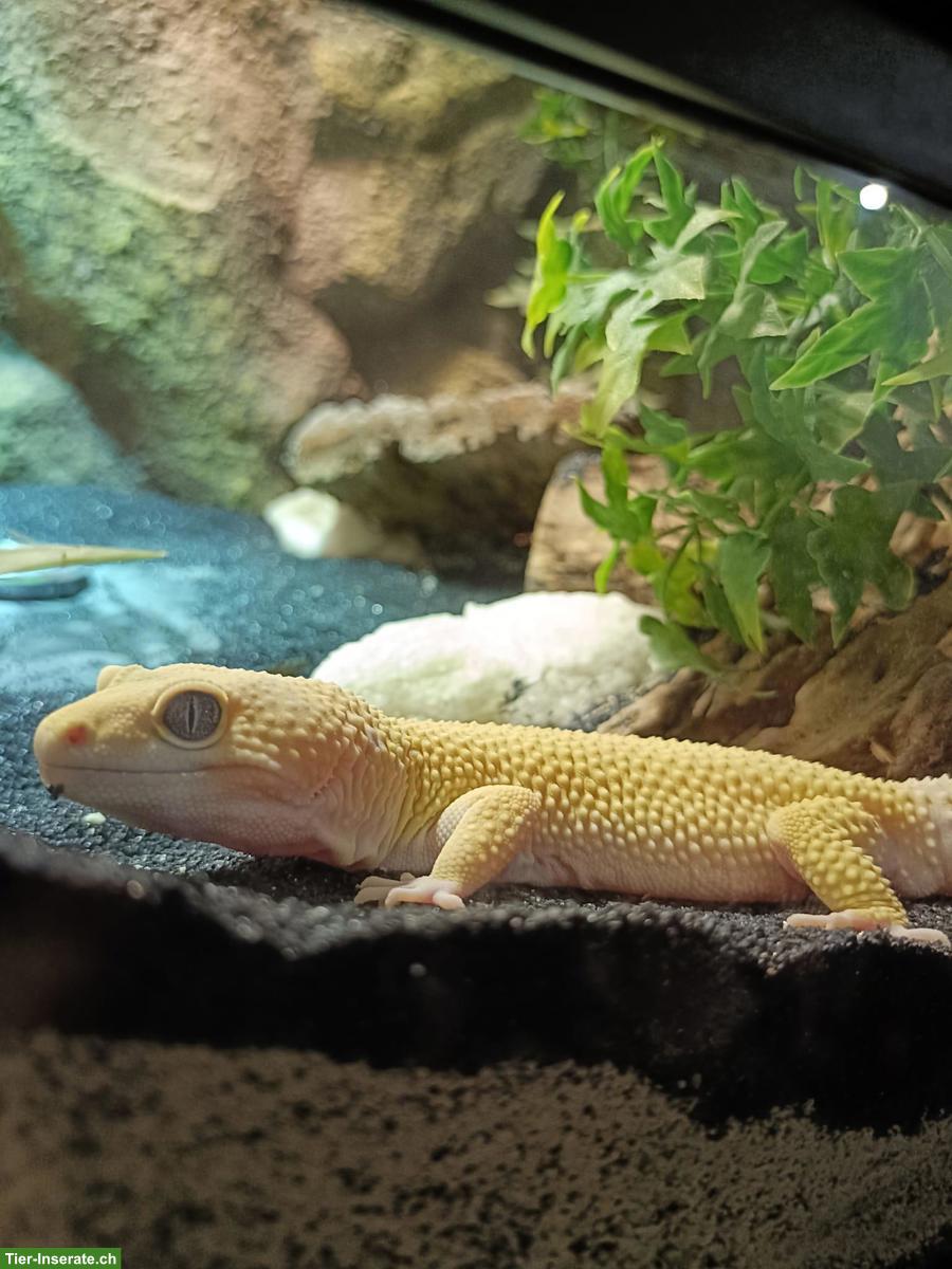 Leopardengecko Männchen, sehr zahm