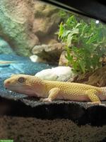 Leopardengecko Männchen, sehr zahm