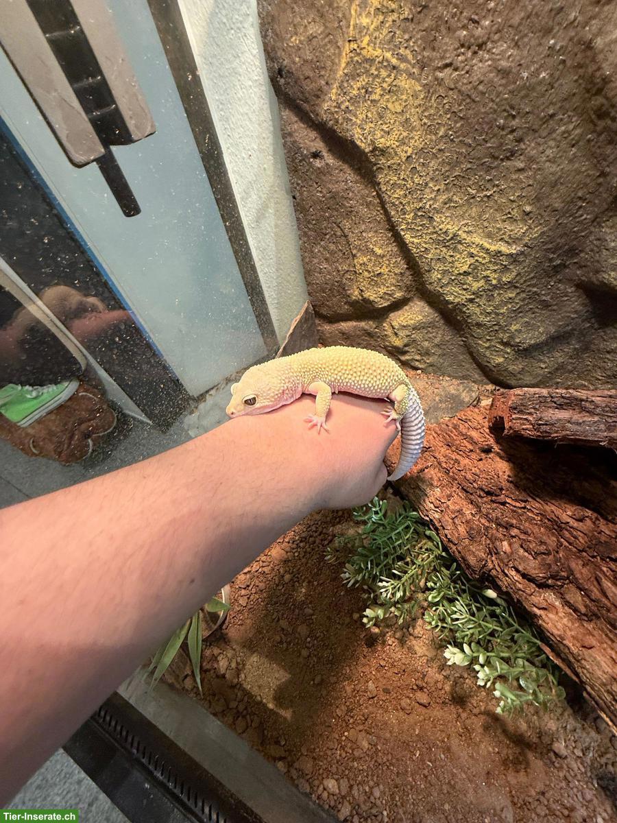 Bild 2: Leopardengecko Männchen, sehr zahm