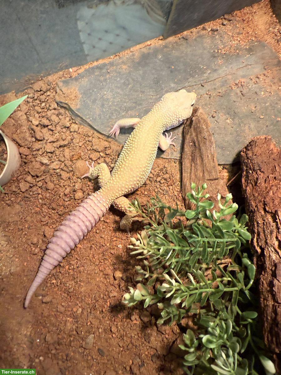 Bild 3: Leopardengecko Männchen, sehr zahm