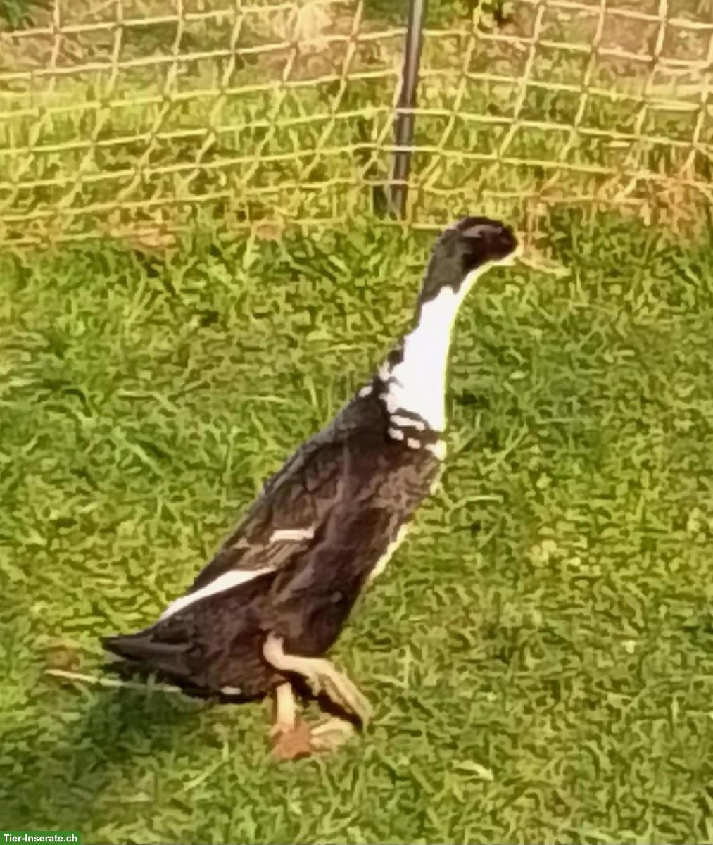 Laufente, weiblich, legt regelmässig Eier