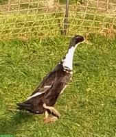 Laufente, weiblich, legt regelmässig Eier