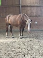 Kaltblut-Stute zu verkaufen