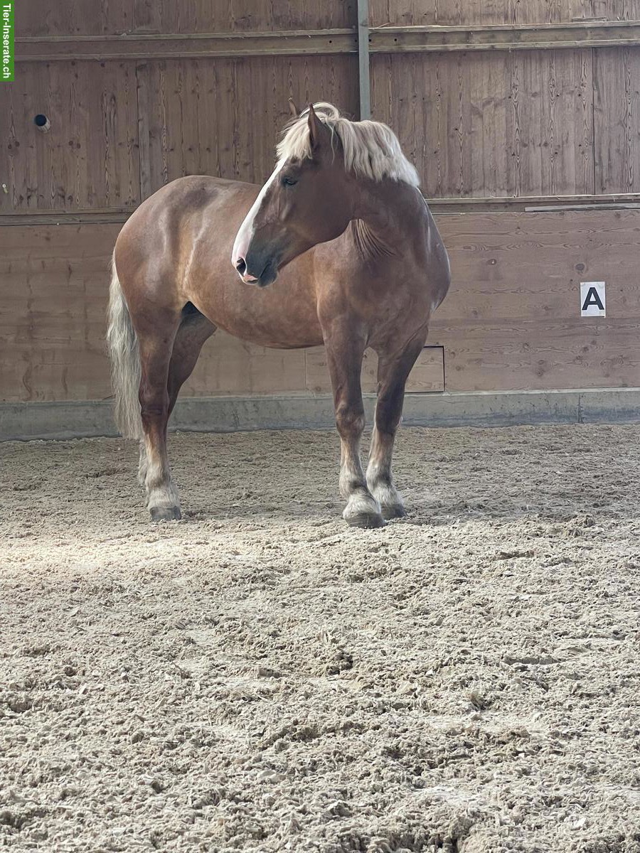 Bild 2: Kaltblut-Stute zu verkaufen