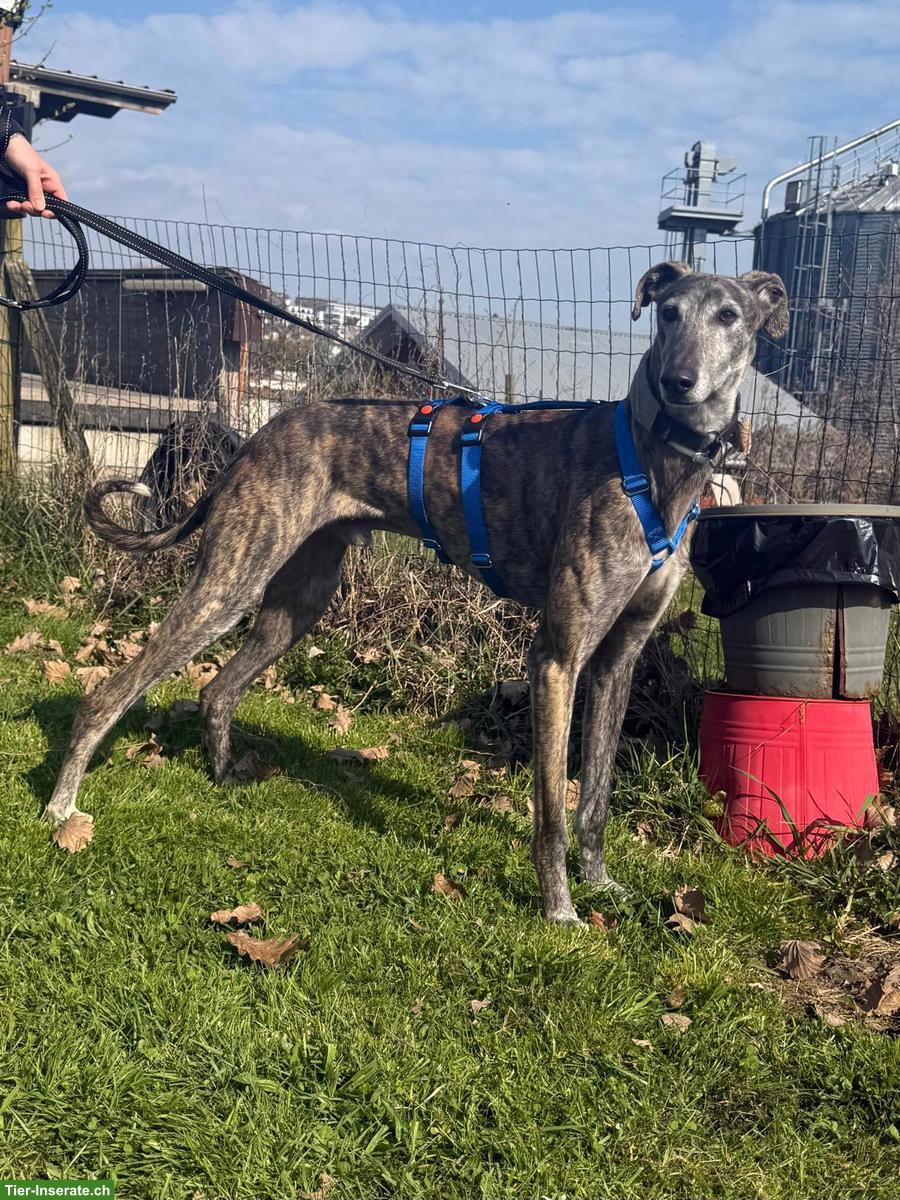 Wunderschöner Galgo Mischlingsrüde sucht ein Zuhause