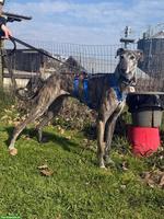 Wunderschöner Galgo Mischlingsrüde sucht ein Zuhause