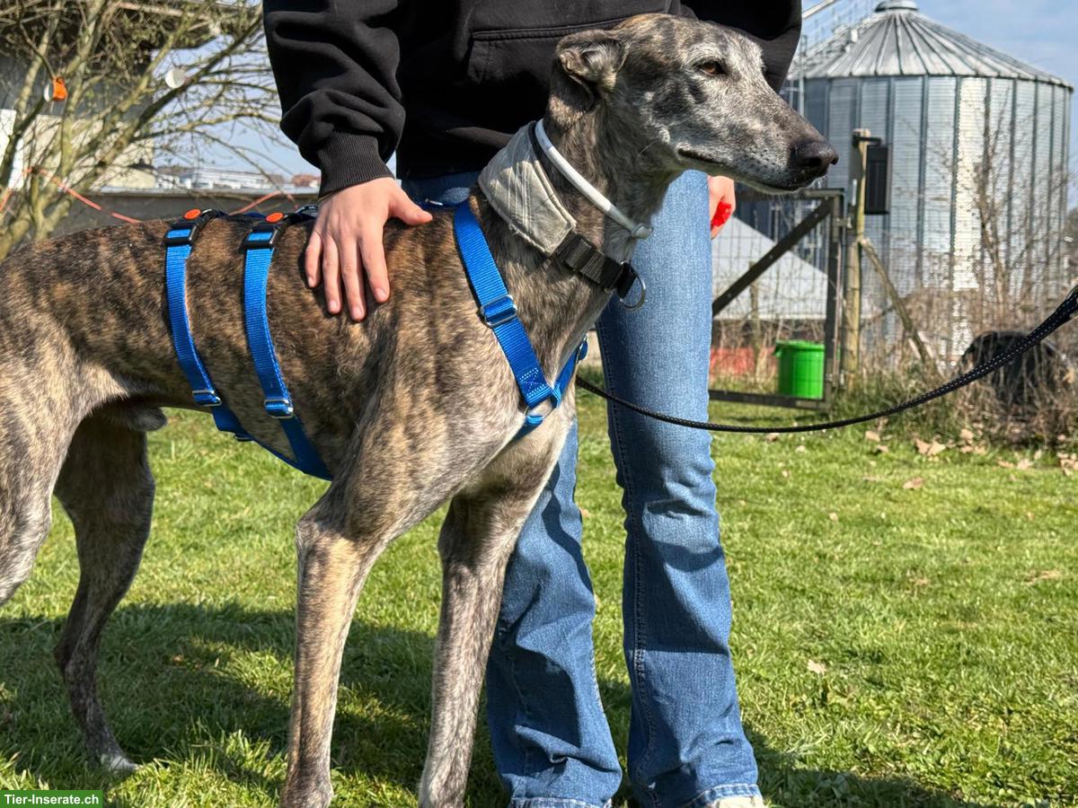 Bild 2: Wunderschöner Galgo Mischlingsrüde sucht ein Zuhause