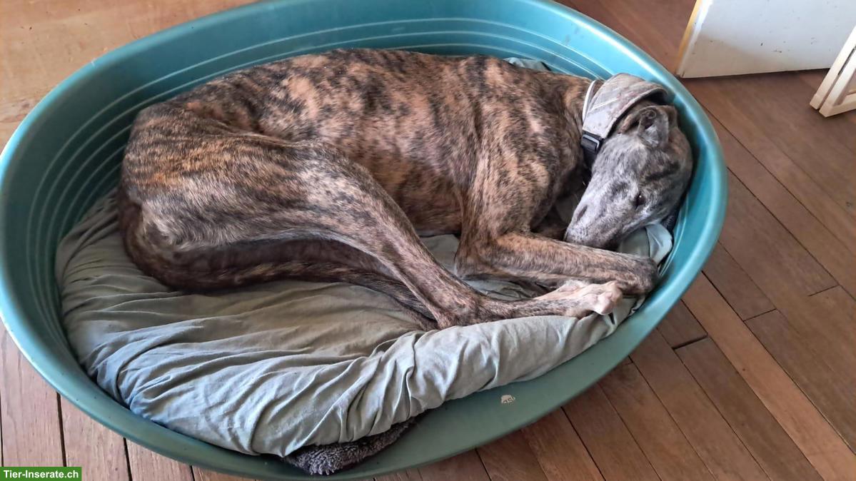 Bild 3: Wunderschöner Galgo Mischlingsrüde sucht ein Zuhause