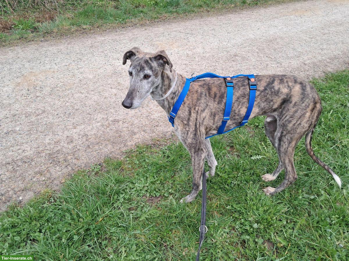 Bild 4: Wunderschöner Galgo Mischlingsrüde sucht ein Zuhause