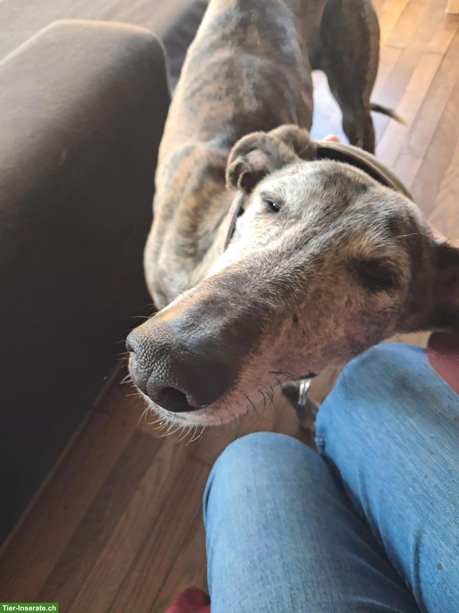 Bild 5: Wunderschöner Galgo Mischlingsrüde sucht ein Zuhause