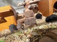 Teddy Hamster Babys suchen ein Zuhause