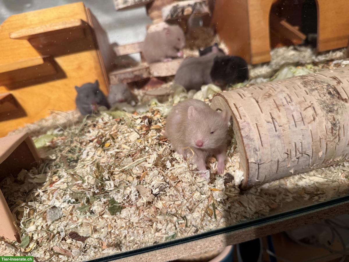 Bild 2: Teddy Hamster Babys suchen ein Zuhause