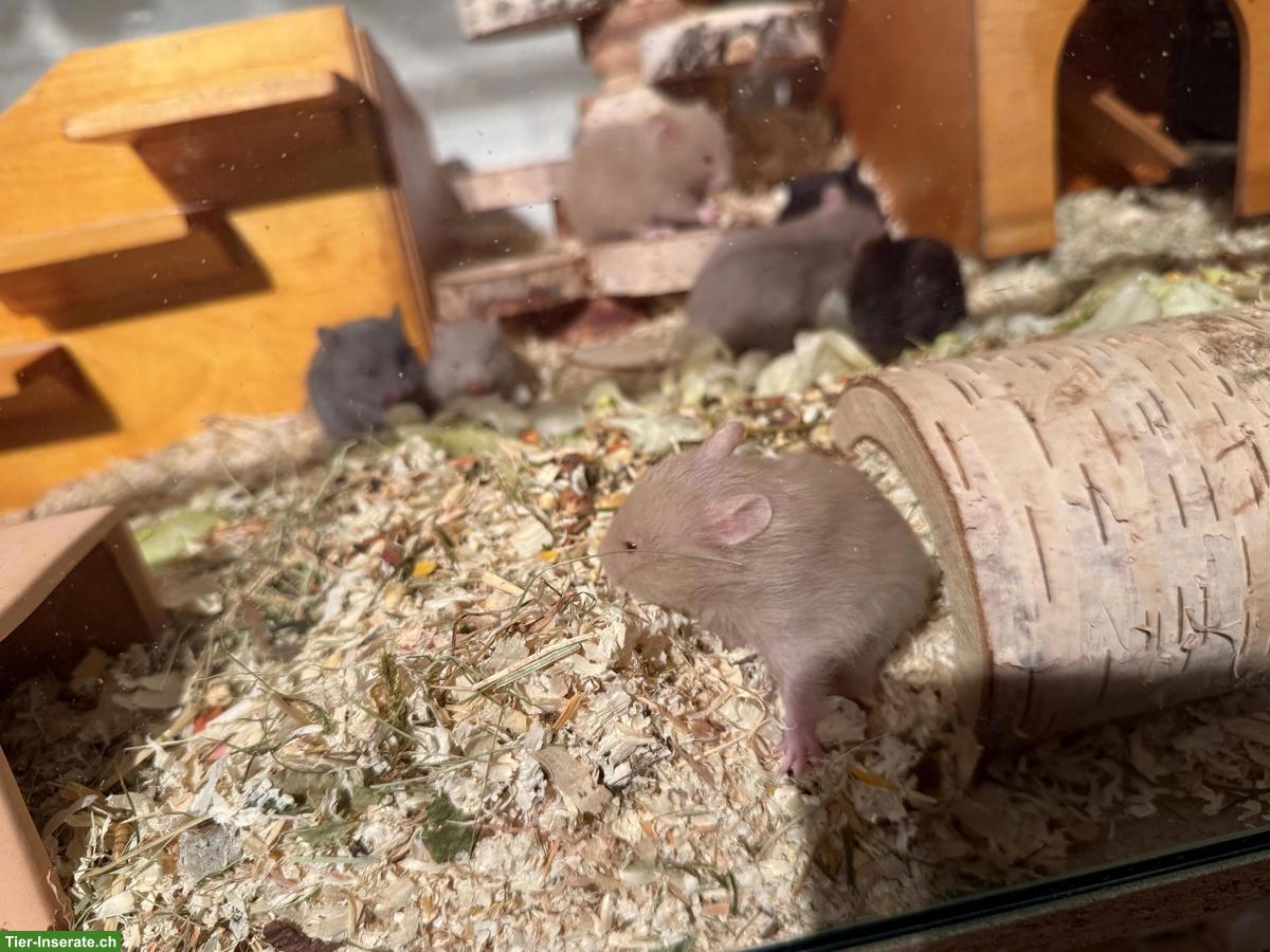 Bild 3: Teddy Hamster Babys suchen ein Zuhause