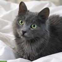 Graue Katze Lizzy sucht Menschen mit grossem Herzen