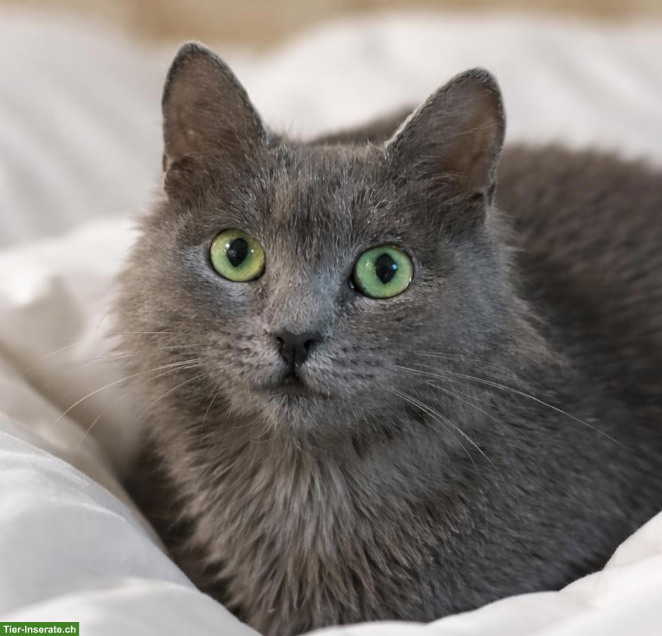 Bild 2: Graue Katze Lizzy sucht Menschen mit grossem Herzen