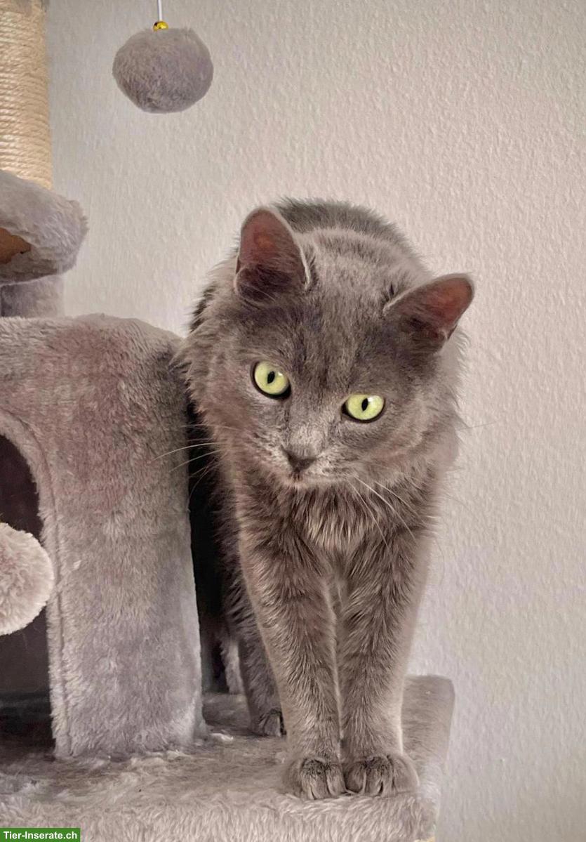 Bild 3: Graue Katze Lizzy sucht Menschen mit grossem Herzen