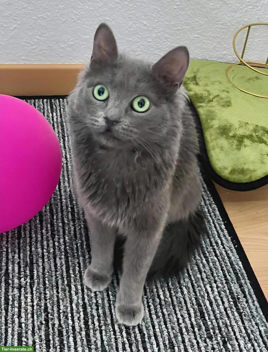 Bild 5: Graue Katze Lizzy sucht Menschen mit grossem Herzen