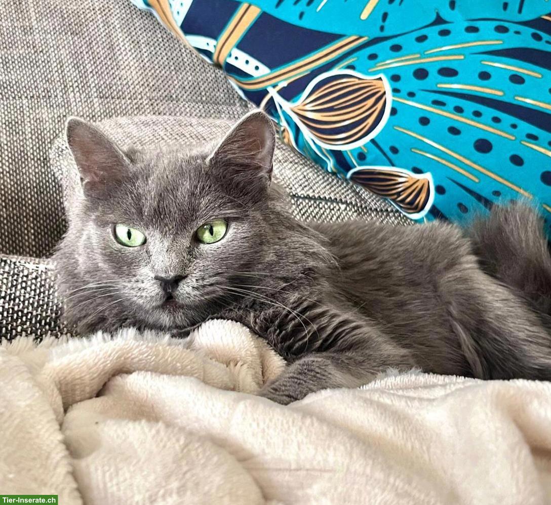 Bild 6: Graue Katze Lizzy sucht Menschen mit grossem Herzen