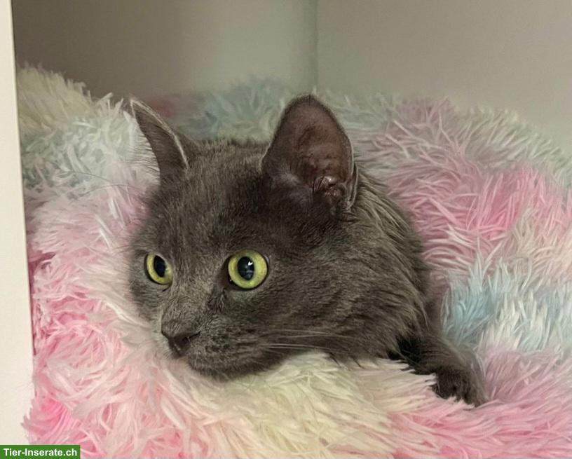 Bild 7: Graue Katze Lizzy sucht Menschen mit grossem Herzen