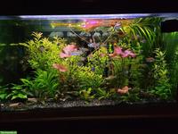 Probleme mit ihrem Aquarium?