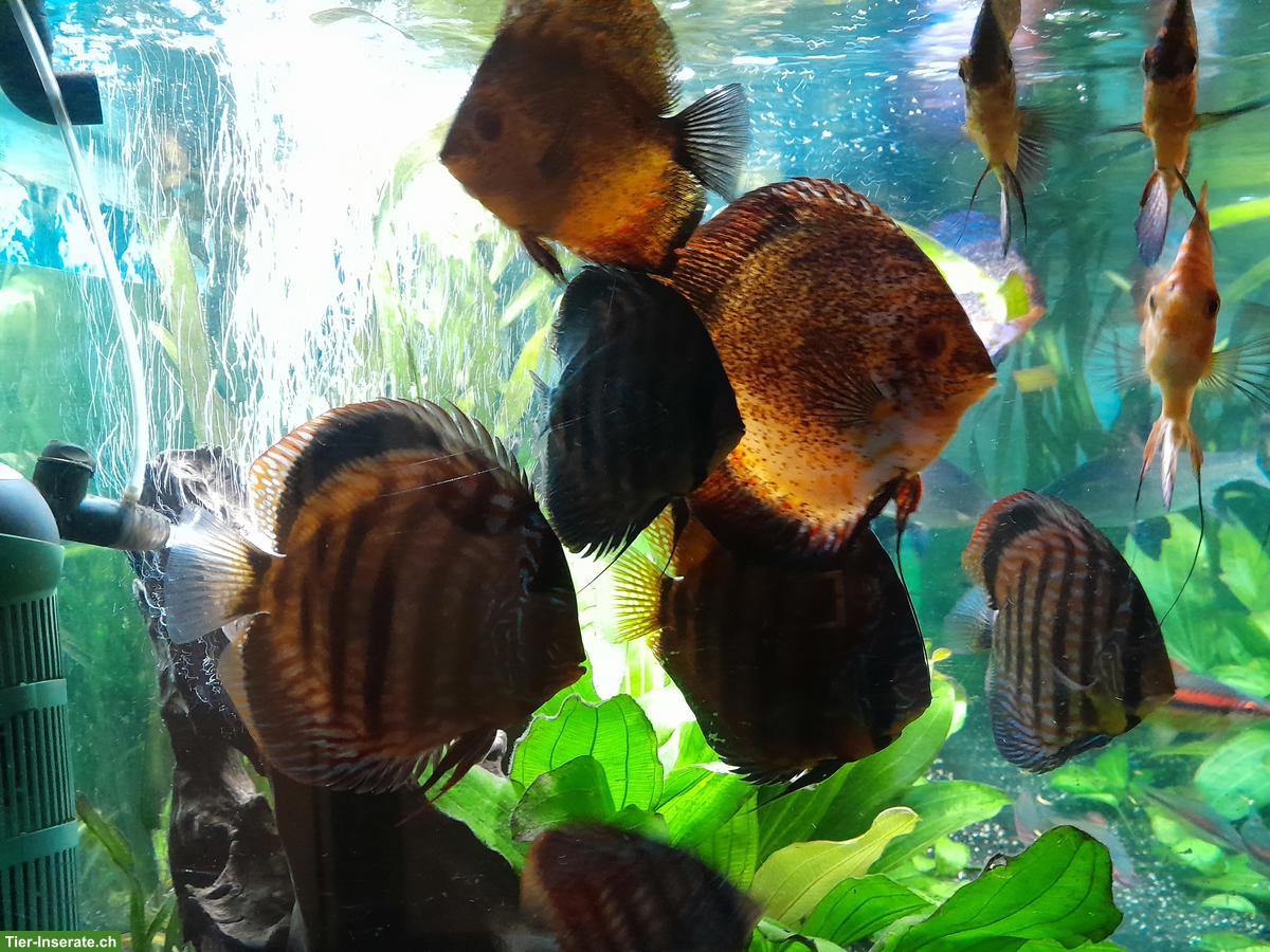 Bild 2: Probleme mit ihrem Aquarium?